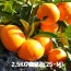 농장직송 제주하우스 감귤 2.5KG 로얄과(2S-M)