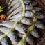 굴비20미 1.5kg