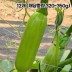 국산 인큐 애호박 특품 12개 (개당중량 320~350g)