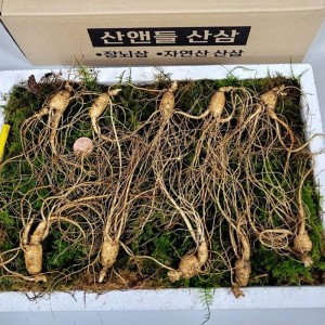 [산앤들산삼] 프리미엄 5-6년근 10뿌리 장뇌삼 선물세트