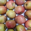 가정용 저탄소 홍로 사과 대과 2kg(8과 내외)