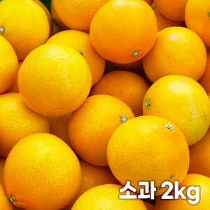 26년 제주직송 노란빛 제주 하우스 황금향 소과 2kg