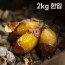 여주 햇고구마 비세척 꿀고구마 베니하루카 2kg 한입