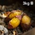 여주 햇고구마 비세척 꿀고구마 베니하루카 3kg 중