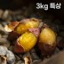 여주 햇고구마 비세척 꿀고구마 베니하루카 3kg 특상